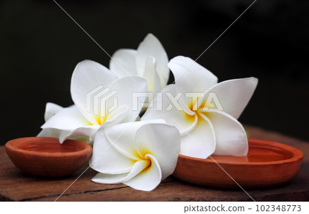 Frangipani with clay pot Frangipani with clay pot 102348773