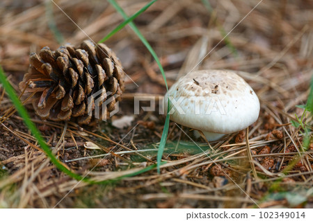 Forest wild mushroom on the forest floor in autumn. September plant landscape Forest wild mushroom on the forest floor in autumn. September plant landscape 102349014