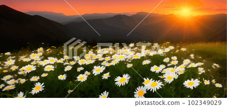 Summer landscape field daisies against backdrop mountains. Wild nature with sky Summer landscape field daisies against backdrop mountains. Wild nature with sky 102349029