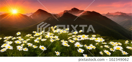 Summer landscape field daisies against backdrop mountains. Wild nature with sky Summer landscape field daisies against backdrop mountains. Wild nature with sky 102349062