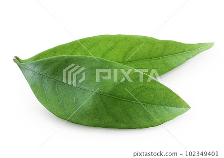 Green lychee leaf isolated on a white background 102349401