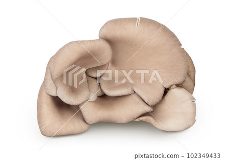 Oyster mushrooms isolated on white background with full depth of field 102349433