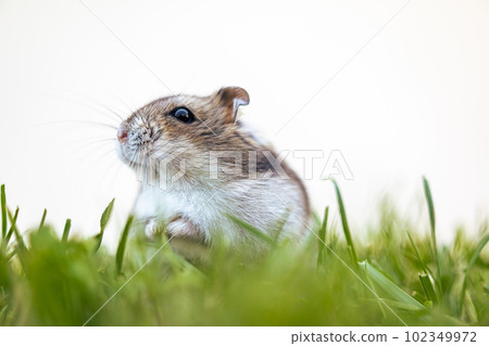 Djungarian hamster on white background with green grass on foreground 102349972