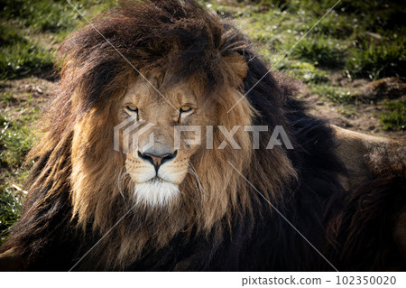 Lion head close up with grass on background Lion head close up with grass on background 102350020