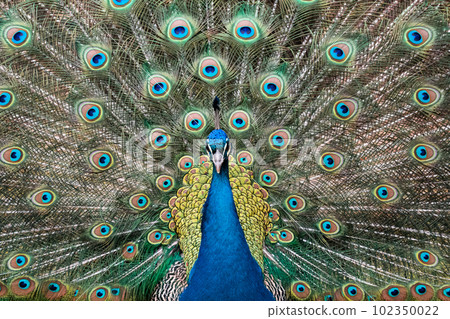 Peacock spreads colorful tail feathers 102350022