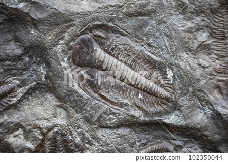 Trilobite fossil in stone detail 102350044