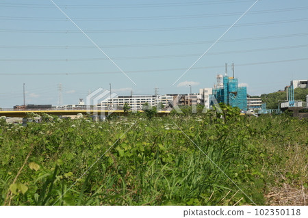 I walked along the Tsurumi River 102350118