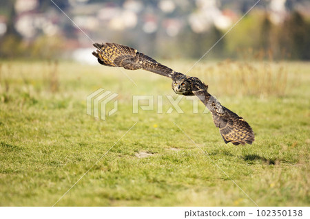 Flying Eurasian Eagle owl. Owl in nature habitat. Bird action scene. Bubo bubo. Largest owl in Europe. Flying Eurasian Eagle owl. Owl in nature habitat. Bird action scene. Bubo bubo. Largest owl in Europe. 102350138
