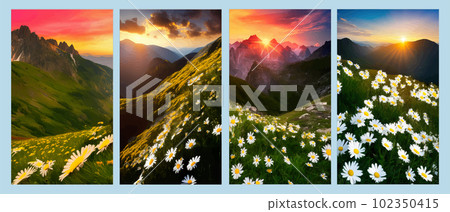Beautiful blooming white daisies on background mountains and sunset sky Beautiful blooming white daisies on background mountains and sunset sky 102350415