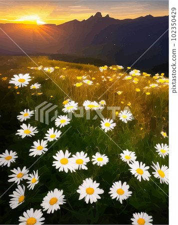 Beautiful blooming white daisies on background mountains and sunset sky Beautiful blooming white daisies on background mountains and sunset sky 102350429
