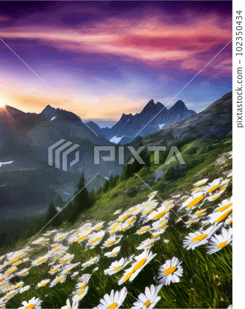 Beautiful blooming white daisies on background mountains and sunset sky Beautiful blooming white daisies on background mountains and sunset sky 102350434