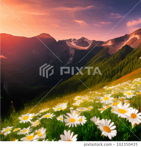 Beautiful blooming white daisies on background mountains and sunset sky Beautiful blooming white daisies on background mountains and sunset sky 102350435