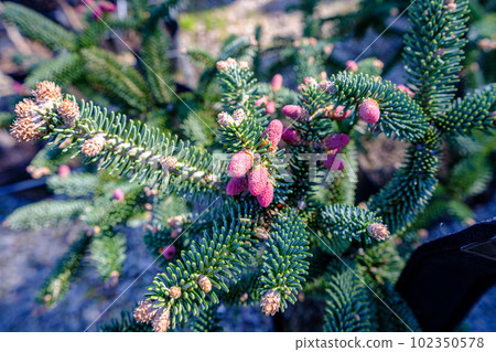 Young red fir buds on spruce branches close up. spring season. Blossom fresh fir buds - healthy drug in alternative medicine Young red fir buds on spruce branches close up. spring season. Blossom fresh fir buds - healthy drug in alternative medicine 102350578