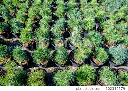 Small pine seedlings in pots. For setting up a decorative garden Small pine seedlings in pots. For setting up a decorative garden 102350579