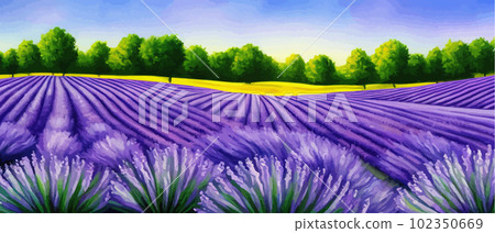 Horizon view lavender valley. Sunny day summer weather. Sunset Meadow Outdoor Horizon view lavender valley. Sunny day summer weather. Sunset Meadow Outdoor 102350669