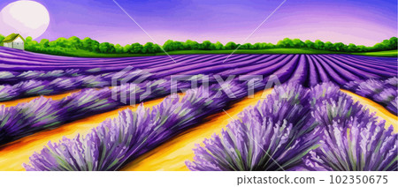 Horizon view lavender valley. Sunny day summer weather. Sunset Meadow Outdoor 102350675