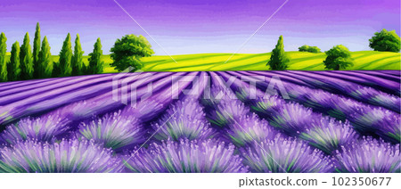 Horizon view lavender valley. Sunny day summer weather. Sunset Meadow Outdoor Horizon view lavender valley. Sunny day summer weather. Sunset Meadow Outdoor 102350677