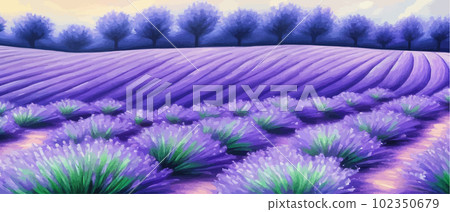 Horizon view lavender valley. Sunny day summer weather. Sunset Meadow Outdoor Horizon view lavender valley. Sunny day summer weather. Sunset Meadow Outdoor 102350679