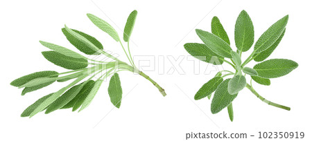 fresh sage herb isolated on white background with  full depth of field 102350919