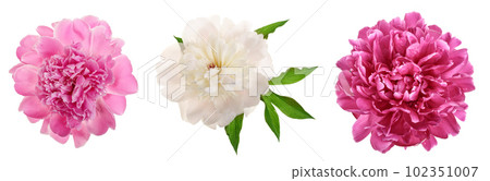 peony flower isolated on white background close up peony flower isolated on white background close up 102351007