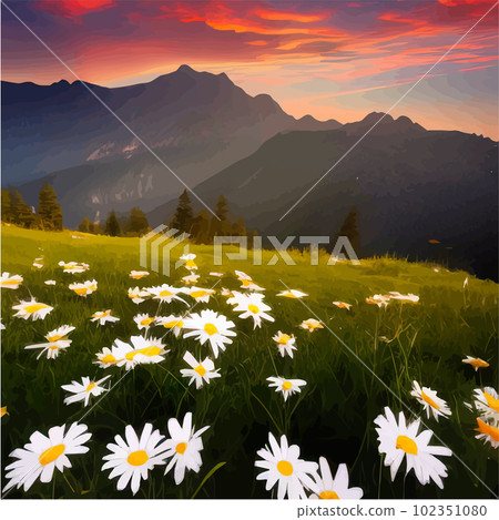 Beautiful blooming white daisies on background mountains and sunset sky 102351080