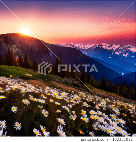 Beautiful blooming white daisies on background mountains and sunset sky Beautiful blooming white daisies on background mountains and sunset sky 102351081