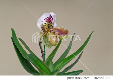Lady Slipper Orchid Paphiopedilum against gray background Lady Slipper Orchid Paphiopedilum against gray background 102351088