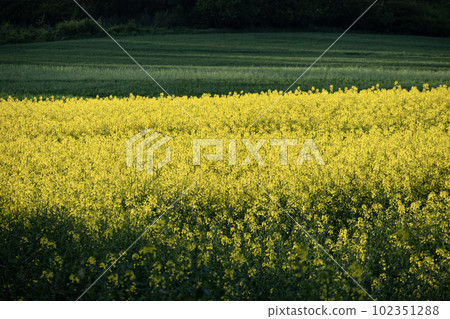 Rape plants in blossom with green field on background Rape plants in blossom with green field on background 102351288