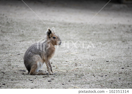 Patagonian mara animal with empty negative space for graphic design Patagonian mara animal with empty negative space for graphic design 102351314