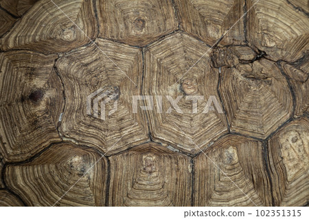 Turtle shell - top view background 102351315