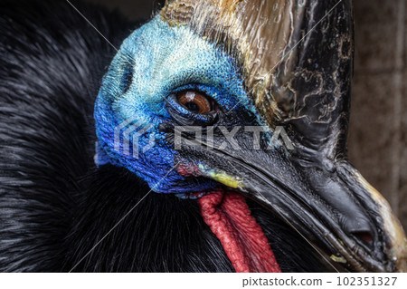 Southern cassowary bird head detail Southern cassowary bird head detail 102351327