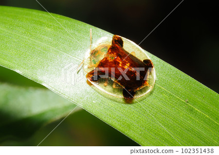 Aspidomorpha indica (blackish brown type) Aspidomorpha indica (blackish brown type) 102351438