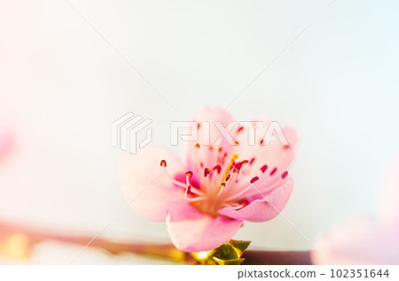 A pink flower on a peach branch in spring against a blue sky background. Trees are blooming. 102351644