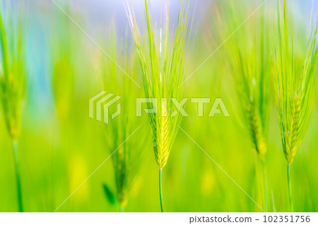 [Early summer material] Green barley field in early summer [Nagano Prefecture] 102351756