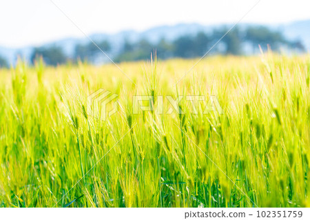 [初夏材料]初夏的綠色麥田[長野縣] 102351759