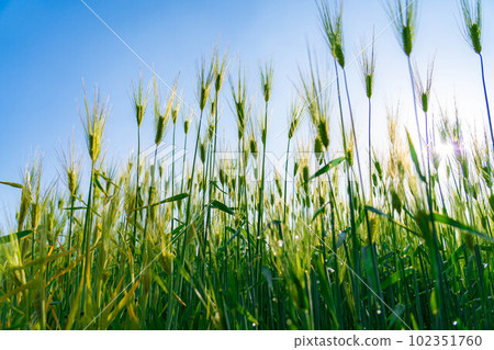 [初夏材料]初夏的綠色麥田[長野縣] 102351760