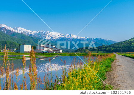 [Early summer material] Rice fields before rice planting in Hakuba Village and Northern Alps [Nagano Prefecture] 102351796