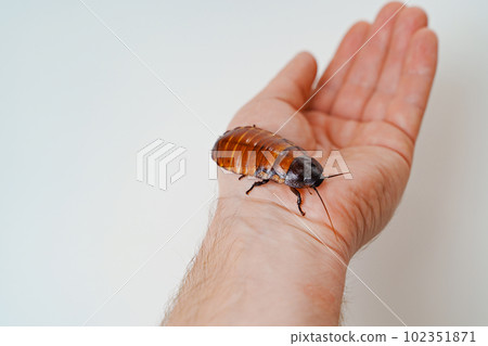a man holds in hand a large hissing Madagascar cockroach on a white background 102351871