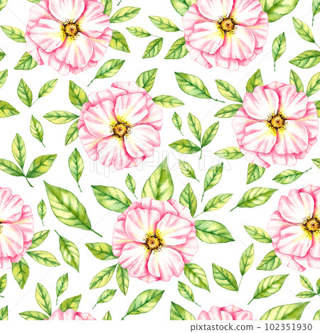Watercolor pattern of wild rose flowers on a white background 102351930