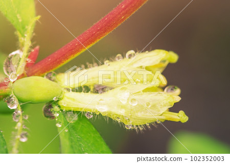 Honeysuckle blooms in yellow. Spring nature. Flower on a bush macro photo. 102352003