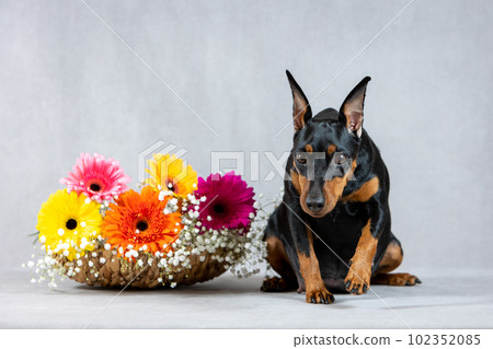 Portrait of a creeping pregnant miniature pinscher dog on a gray background with a basket of flowers.  102352085