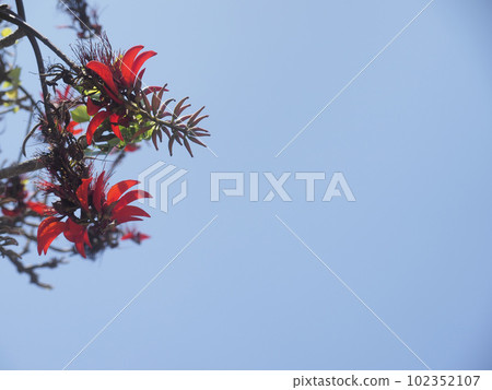 Deigo Flower(沖繩縣那霸市) Deigo Flower(沖繩縣那霸市) 102352107