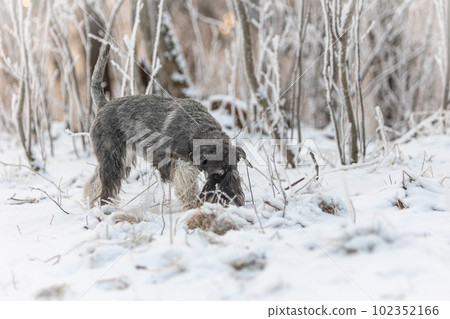 Salt and pepper medium schnauzer walks in the winter forest.  102352166