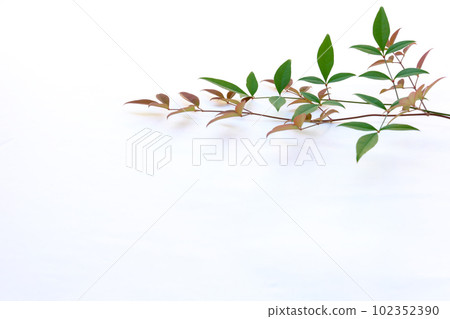 南方的天空葉子 102352390