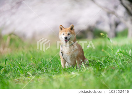 櫻花季和柴犬 櫻花季和柴犬 102352446