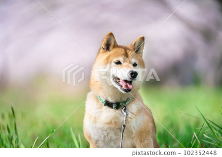 櫻花季和柴犬 102352448
