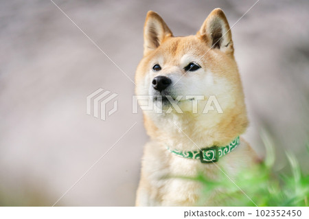 櫻花季和柴犬 102352450