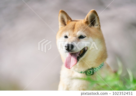 櫻花季和柴犬 102352451