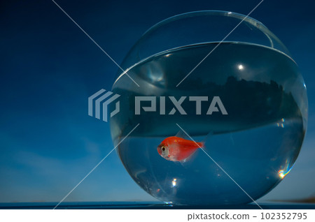 A goldfish swims in a round aquarium against a blue sky.  102352795