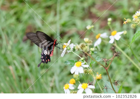 Benimon swallowtail Benimon swallowtail 102352826